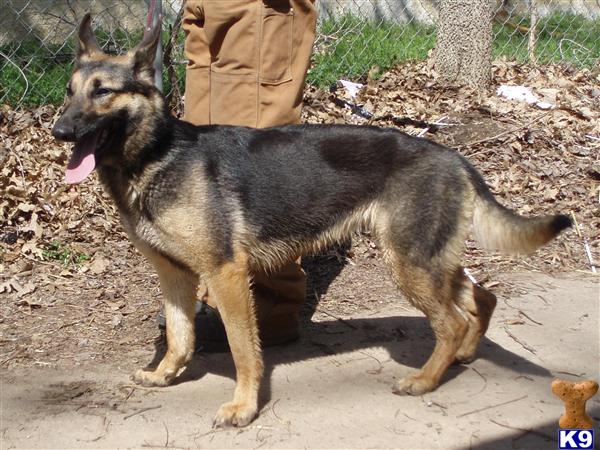 Dogs for Sale in OK